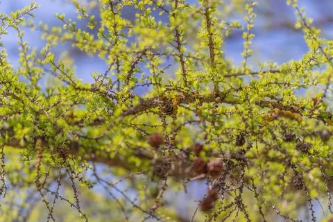 Larch canopy captured for field study, dense clusters of tiny cones and eme.. Stock Photos