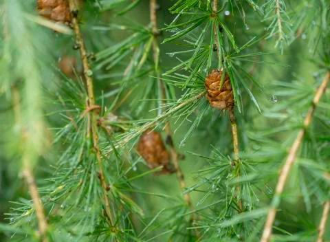 Larch closeup Stock Photos