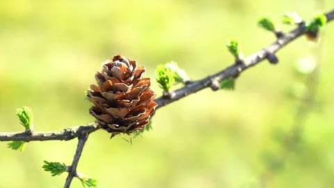 Larch cone closeup - bright vibrant green natural background. Stock Footage 129186283