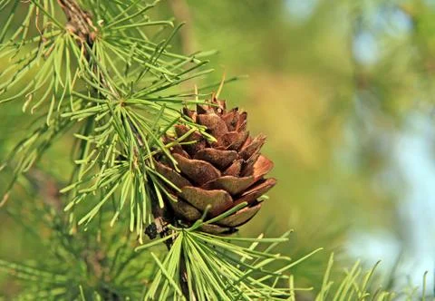 Larch cone Stock Photos