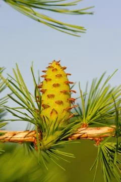 Larch cone Stock Photos