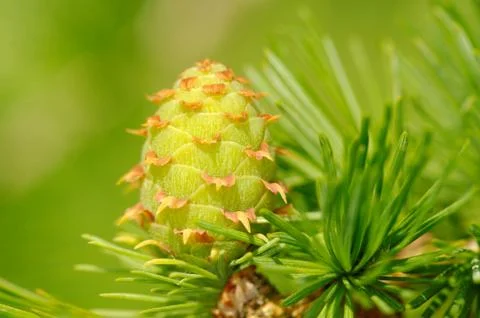 Larch cone Stock-Fotos