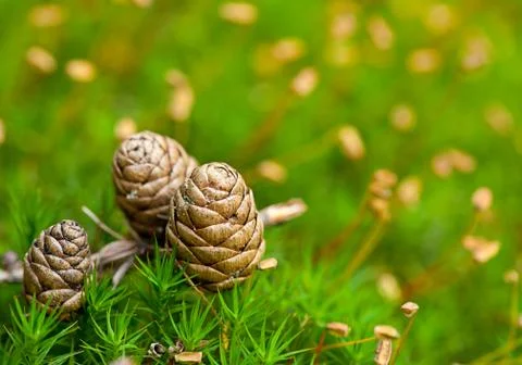 Larch cone Foto stock