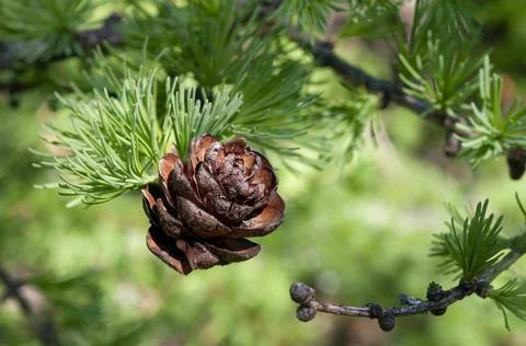 Larch cone on a tree Stock Photos