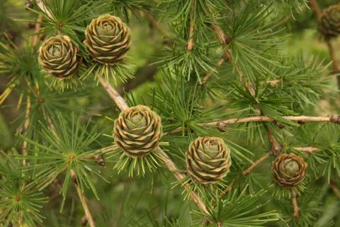 Larch cones branch Stock Photos
