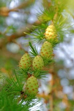 Larch cones Stock Photos
