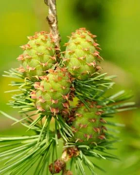 Larch cones Stock Photos