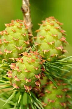 Larch cones Stock-Fotos