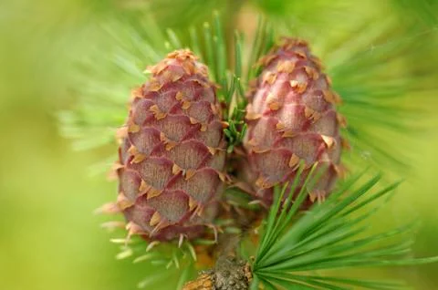 Larch cones Stock Photos