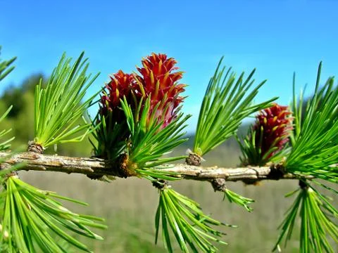 Larch cones Stock Photos