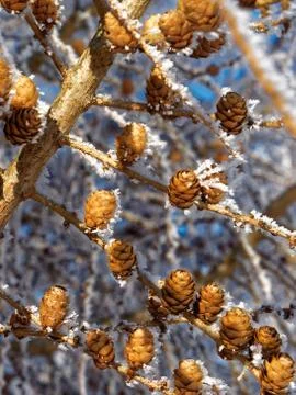 Larch cones Foto stock