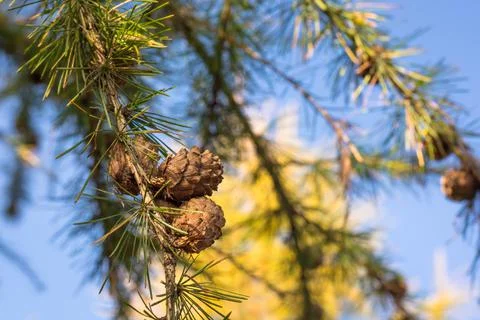 Larch Cones Stock Photos