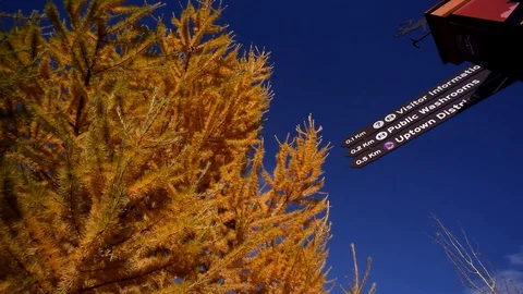 Larch in downtown Banff Stock Footage 101986971