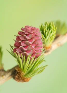 Larch flower Stock Photos