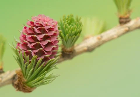 Larch flower Stock Photos