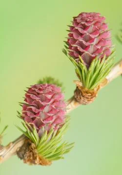 Larch flower Stock Photos