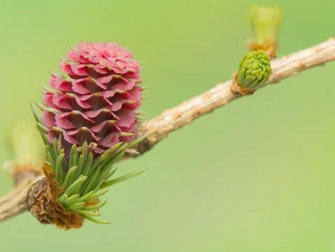 Larch flower Stock Photos