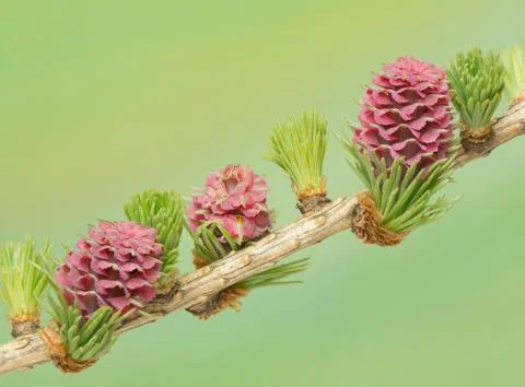 Larch flower Stock Photos