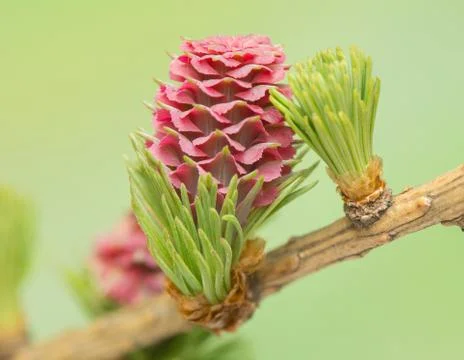 Larch flower Stock Photos