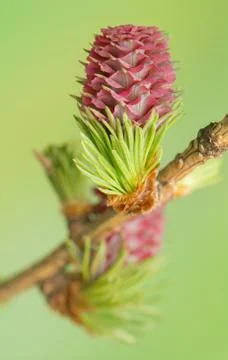Larch flower Stock Photos