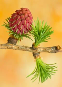 Larch flower Stock Photos