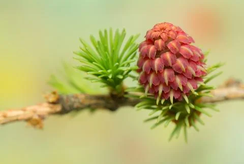 Larch flower Stock Photos