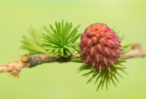 Larch flower Stock Photos