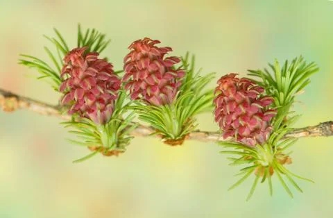 Larch flower Stock Photos
