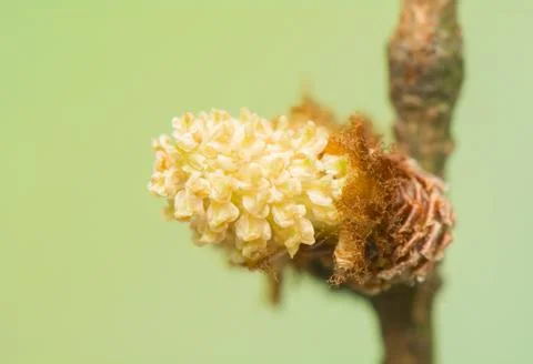 Larch flower Stock Photos