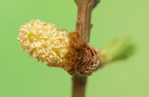 Larch flower Stock Photos
