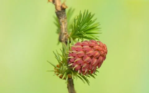 Larch flower Stock Photos