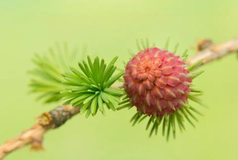 Larch flower Stock Photos