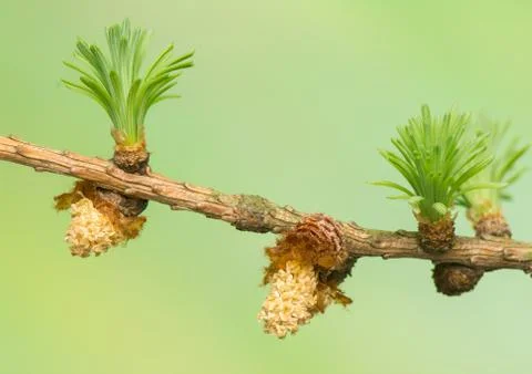 Larch flower Foto stock