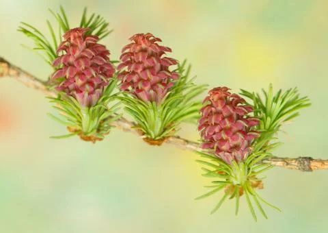Larch flower Stock Photos