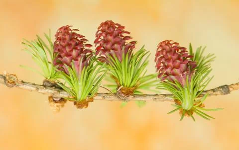 Larch flower Stock Photos