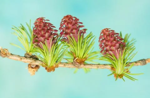Larch flower Stock Photos