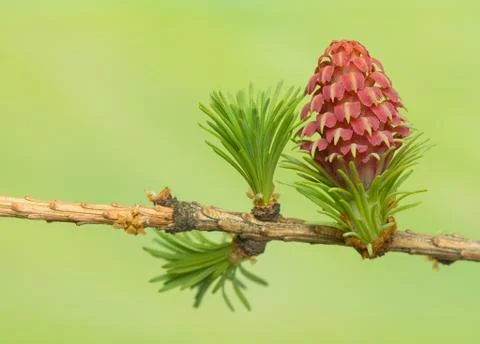 Larch flower Stock Photos