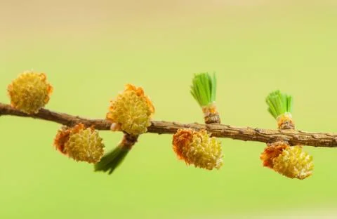 Larch flower Stock Photos
