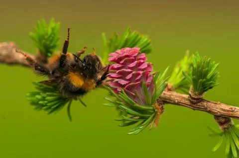 Larch flower Stock Photos