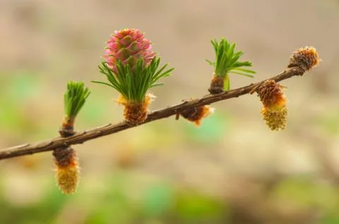 Larch flower Stock Photos