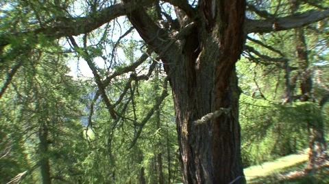 Larch Stock Footage 532670