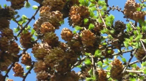 Larch Stock Footage 10909424