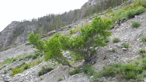 Larch Stock Footage 134333394