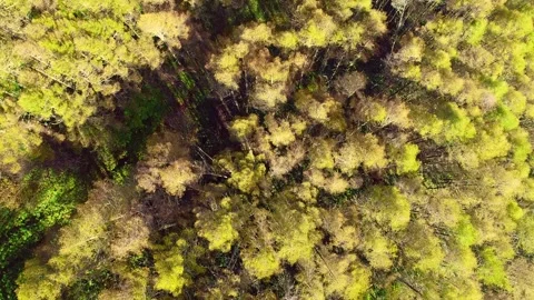 Larch Forest and Mount Asama in the Autumn Foliage near Shirakaba-daira Vídeos de archivo 333204805