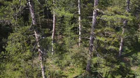 Larch Forest Stock Footage 332000739