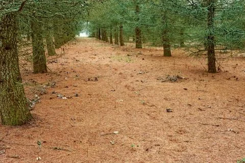 Larch forest. Stock-Fotos