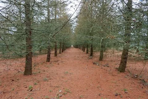 Larch forest. Stock Photos