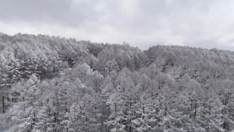 Larch Forest, Snow Covered Slope, Winter Pattern│Aerial Drone Vídeo Stock 329063278