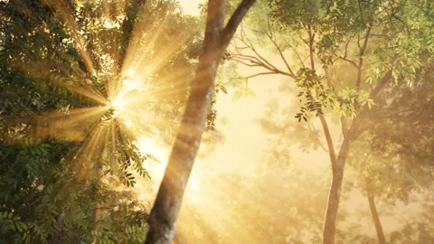 Larch forest with sunlight and shadows at sunrise Stock Footage 141731782