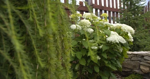 Larch in the garden Video stock 112951779